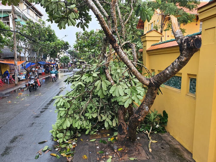 Mưa lớn kèm gió mạnh, hàng loạt cây cối ở Cần Thơ bật gốc - Ảnh 4.