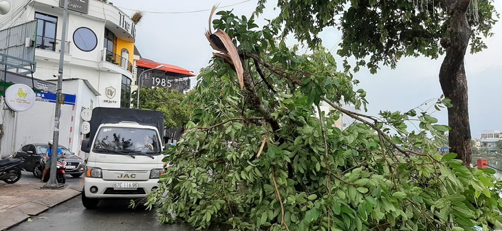 Mưa lớn kèm gió mạnh, hàng loạt cây cối ở Cần Thơ bật gốc - Ảnh 7.