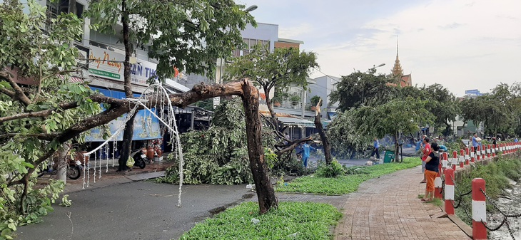 Mưa lớn kèm gió mạnh, hàng loạt cây cối ở Cần Thơ bật gốc - Ảnh 8.