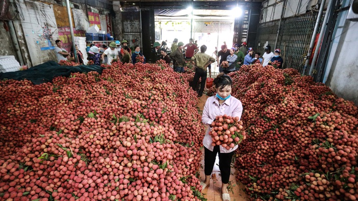 Saigon Co.op hỗ trợ tiêu thụ trái cây, nông sản miền Bắc - Ảnh 2.