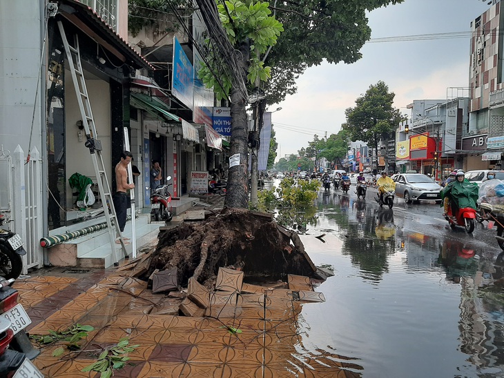 Cần Thơ: 1 người chết do mưa dông, nhiều nhà tốc mái, cây xanh bật gốc - Ảnh 1.