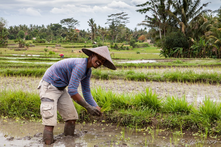 Indonesia cải tạo đất than bùn thành đất canh tác lúa - Ảnh 1.