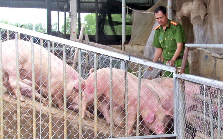 Liên tục phát hiện heo lậu đi qua các huyện biên giới Long An giữa đêm