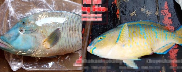 Những người thích ăn vật lạ kích thích tàn phá môi trường biển - Ảnh 1. Những người thích ăn vật lạ kích thích tàn phá môi trường biển - Ảnh 1.