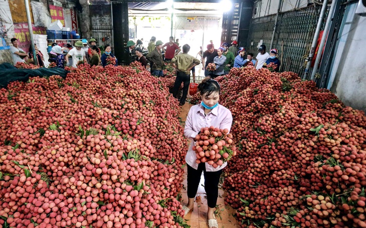 6 tháng đầu năm 2019, nông sản qua Trung Quốc giảm mạnh, tại sao?