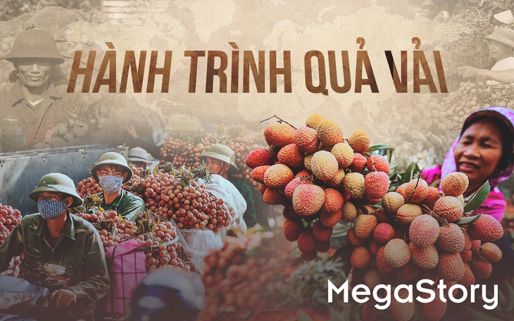 Hành trình quả vải