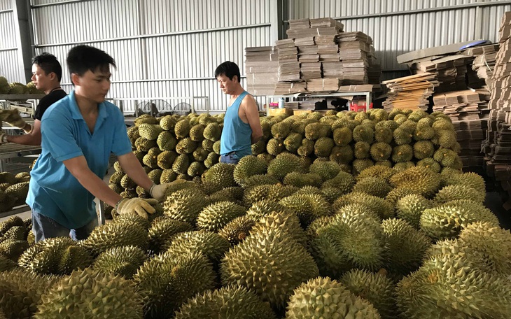 Cước hàng không làm khó... trái cây