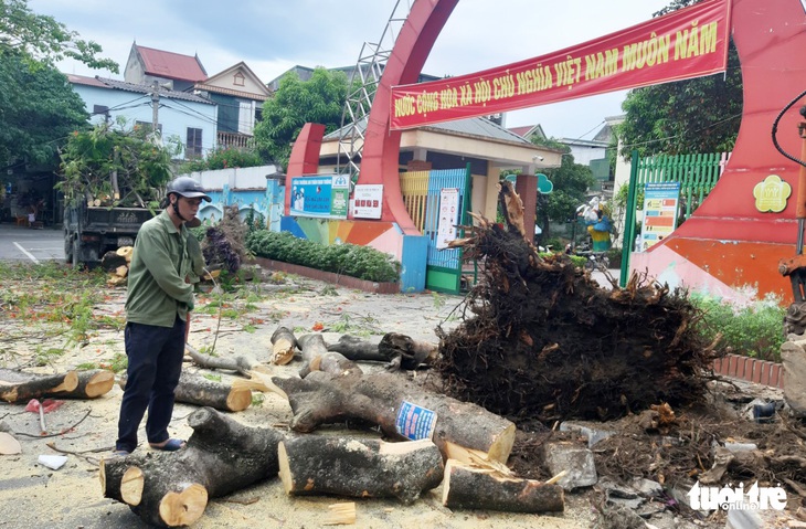 Xà cừ cổ thụ ở sân trường bị đốn trụi không thương tiếc trong nắng nóng - Ảnh 4.