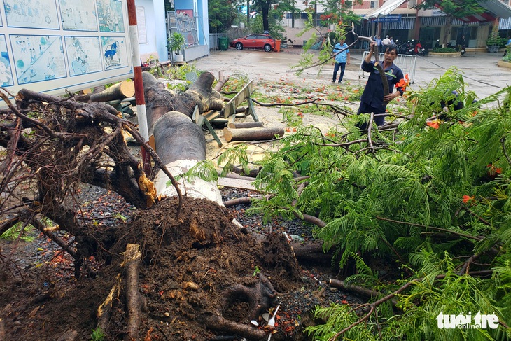 Phượng bật gốc giờ ra chơi, 3 nữ sinh ngồi ghế đá dưới gốc tháo chạy kịp - Ảnh 1.