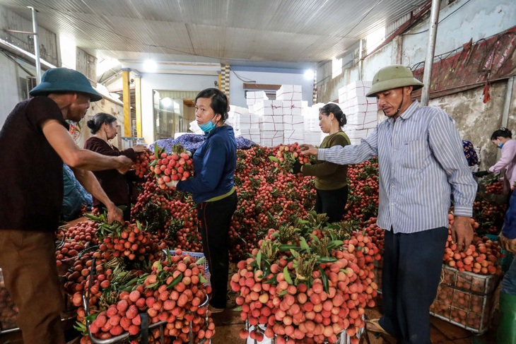 Vải thiều Bắc Giang lên 40.000 - 45.000 đồng/kg, dự báo giá tiếp tục tăng - Ảnh 1.