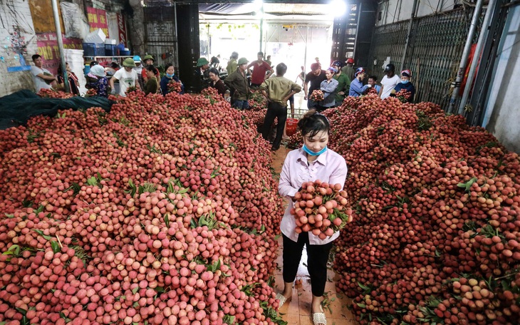 Vải thiều Lục Ngạn giá ổn định từ 25.000 - 35.000 đồng/kg