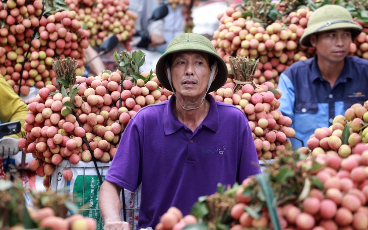 Vải thiều Lục Ngạn liên tục tăng giá, hiện giờ 50.000 đồng/kg