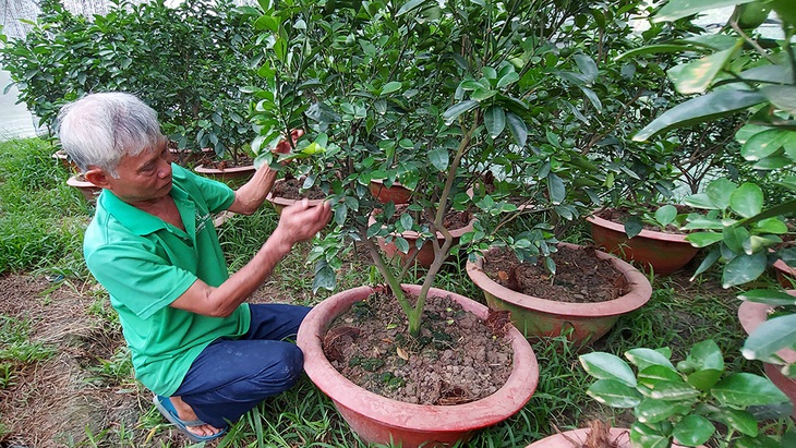 Nhà vườn lao đao vượt khó - Kỳ 3: Bỏ cây bạc tỉ, chọn cây an toàn - Ảnh 3.