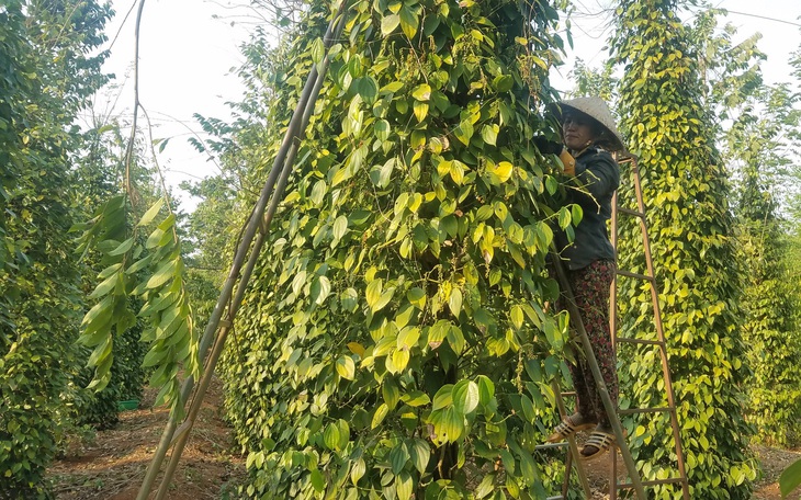 Vụ hồ tiêu mắc kẹt: Nepal đã có văn bản cho phép tái xuất