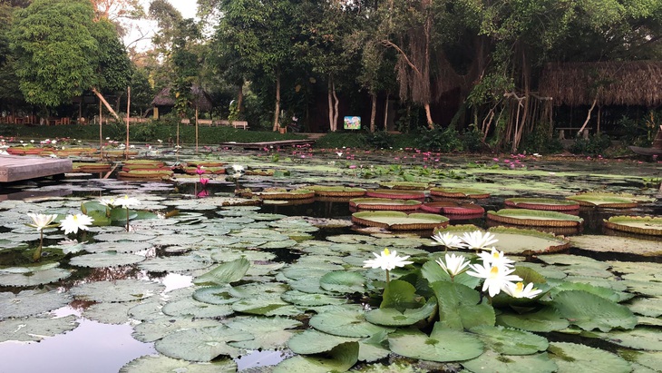 Tour một ngày không cưỡi ngựa xem hoa khám phá Đồng Tháp - Ảnh 5.