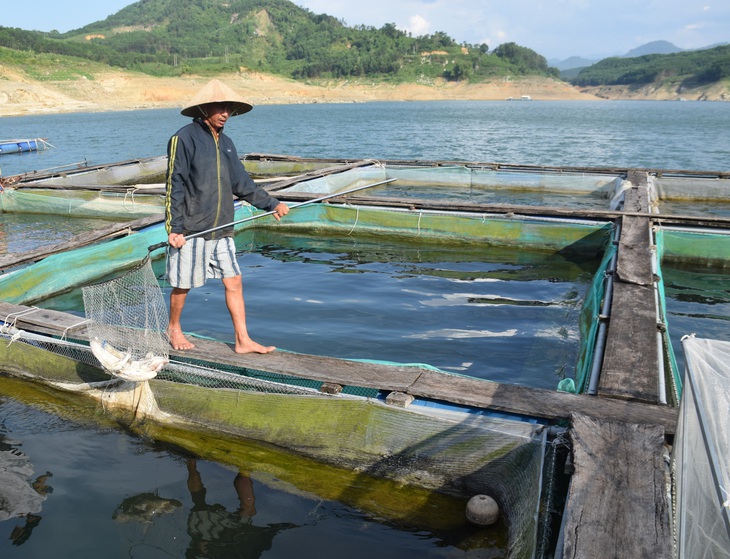 Nước lòng hồ thủy điện Sông Tranh 2 nóng lên, cá, ếch nuôi bè đều phơi bụng - Ảnh 2.