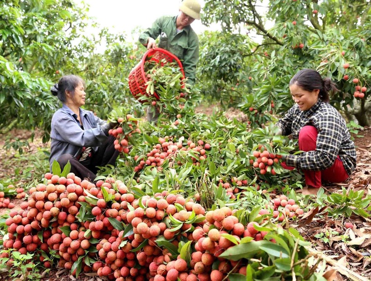 Tập trung đẩy mạnh tín dụng chính sách - Ảnh 1. Tập trung đẩy mạnh tín dụng chính sách - Ảnh 1.