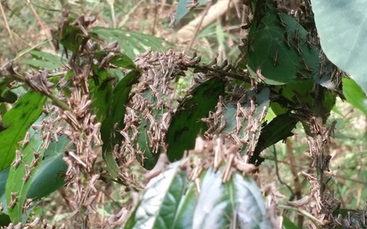 Châu chấu từ Trung Quốc sang Việt Nam phá hoại là loại châu chấu gì?