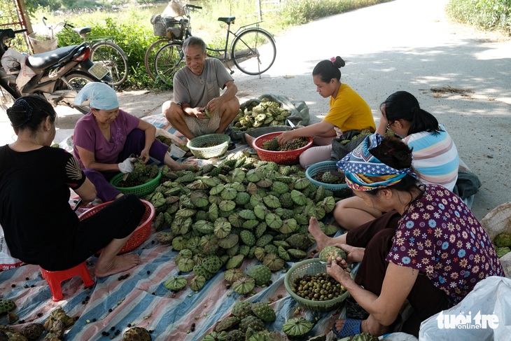 Thu hơn trăm triệu đồng mỗi vụ ở vựa sen lớn nhất miền Bắc - Ảnh 7. Thu hơn trăm triệu đồng mỗi vụ ở vựa sen lớn nhất miền Bắc - Ảnh 7.