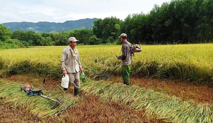 Xúc động cảnh hàng xóm chung tay gặt lúa giúp gia đình bị cách ly tập trung - Ảnh 1.