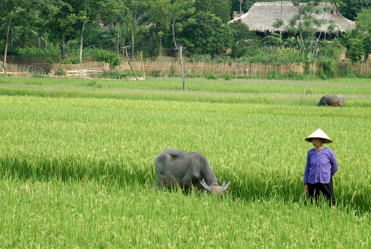 Nhớ miền gió hạ - Ảnh 1.