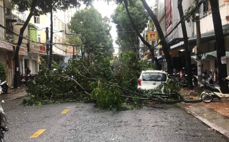 Cần Thơ: Mưa kèm gió mạnh làm nhiều cây xanh ngã đổ - Ảnh 1.