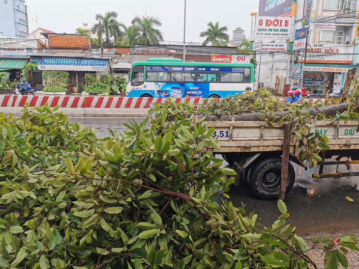 Cần Thơ: Mưa kèm gió mạnh làm nhiều cây xanh ngã đổ - Ảnh 2.