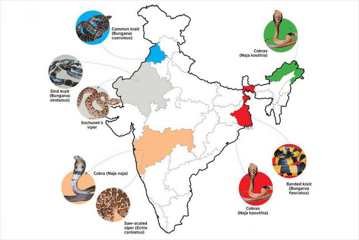 Nơi nào có nhiều sát thủ rắn nhất? - Ảnh 2.