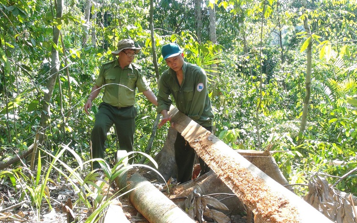 ‘Lâm tặc mở đường giữa rừng đốn gỗ’: Bắt 2 nghi phạm