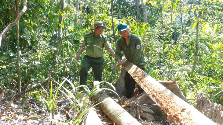 ‘Lâm tặc mở đường giữa rừng đốn gỗ’: Bắt 2 nghi phạm - Ảnh 1.