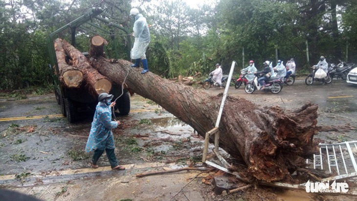 Mưa lớn do bão cứu lúa khô hạn - Ảnh 1.