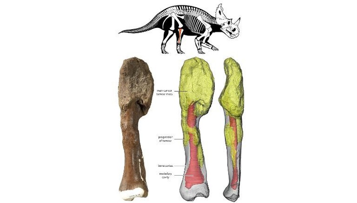 Phát hiện khủng long cũng bị… ung thư - Ảnh 3.
