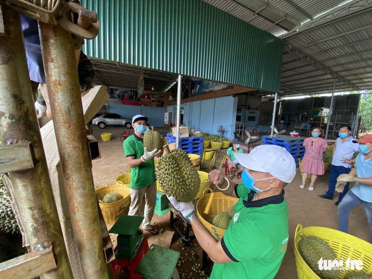 Huyện áp thuế doanh thu sầu riêng giữa mùa dịch, chủ vựa khóc ròng, dân bức xúc - Ảnh 4.