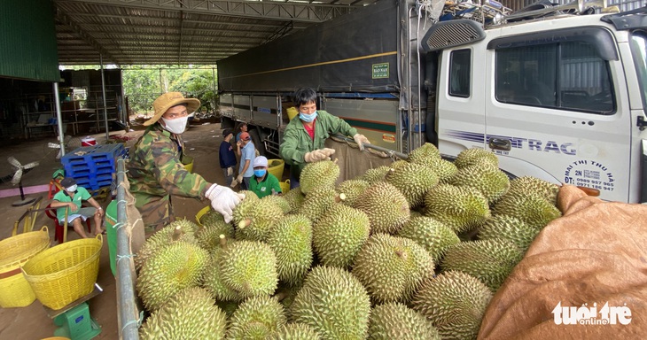 Huyện áp thuế doanh thu sầu riêng giữa mùa dịch, chủ vựa khóc ròng, dân bức xúc - Ảnh 6.