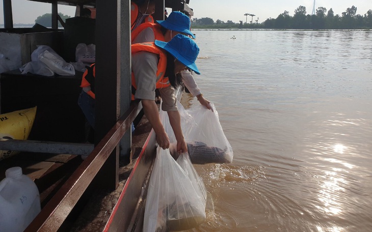 An Giang thả cá trên 230.000 cá giống tái tạo nguồn lợi thủy sản- Ảnh 3.