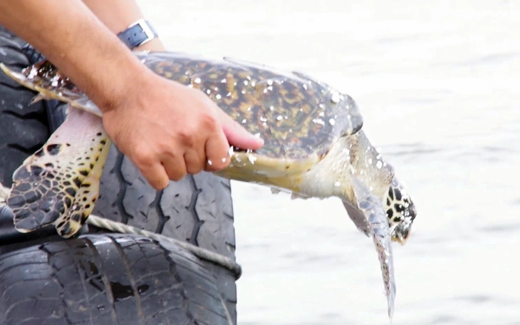 Đồi mồi dứa quý hiếm 17kg mắc vào lưới của ngư dân - Ảnh 5.