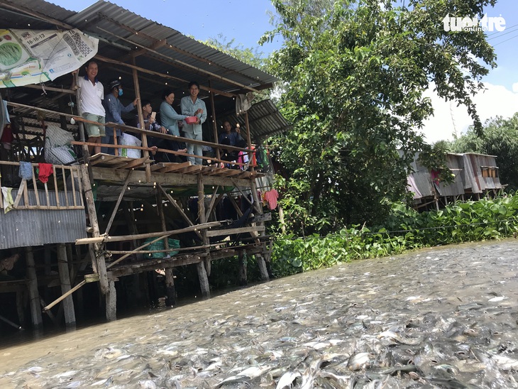 Tình người, duyên cá - Ảnh 1.