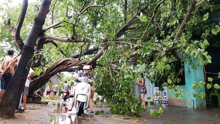 Bão số 5: Huế chịu vết thương lớn với 15.000 cây xanh ngã đổ - Ảnh 2.