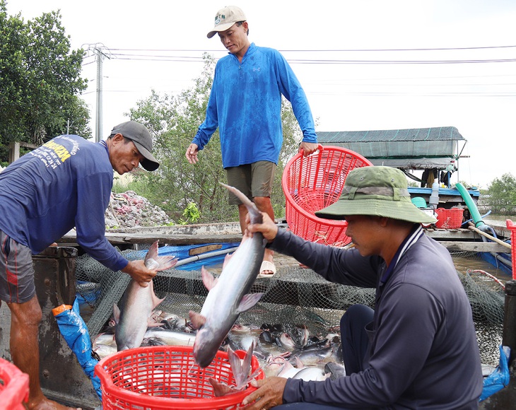 Chuyển sang nuôi cá, ngủ ngon hơn! - Ảnh 1.