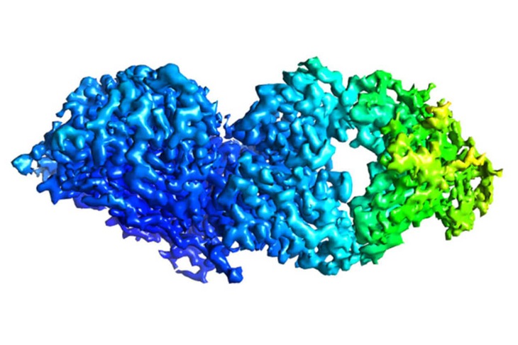 Xác định các kháng thể ngăn chặn nhiều chủng virus cúm B - Ảnh 1.