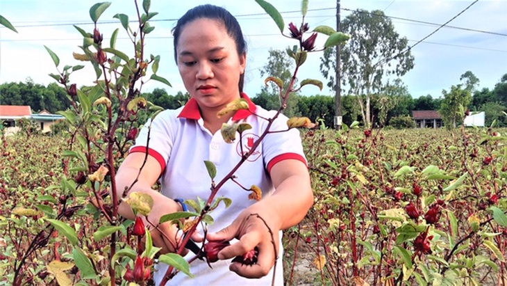 Khởi nghiệp từ sắc hoa atisô đỏ - Ảnh 2.