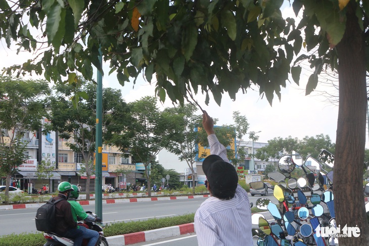 TP.HCM: Sâu ăn lá khiến hàng loạt cây xanh trơ trụi chỉ sau một đêm - Ảnh 4.