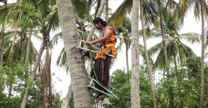 Cuộc cách mạng ngành hái dừa tại Ấn Độ - Ảnh 1.