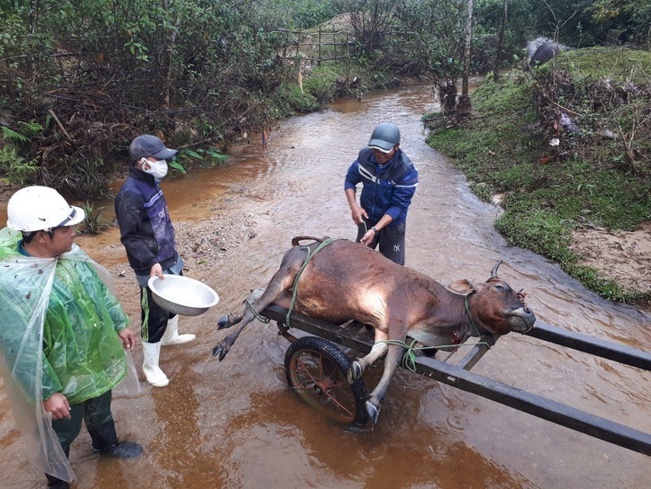 Một huyện miền Trung có hơn 900 con trâu, bò, dê chết vì giá lạnh - Ảnh 1.