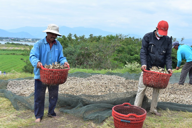 Kiệu tết Cam Ranh trúng mùa, lên xe vào Sài Gòn - Ảnh 4.