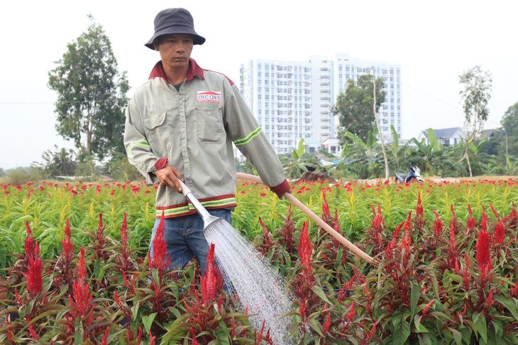 Đột kích làng hoa Sài Gòn đang khoe sắc, chờ Tết - Ảnh 7.