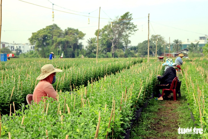 Đột kích làng hoa Sài Gòn đang khoe sắc, chờ Tết - Ảnh 2.