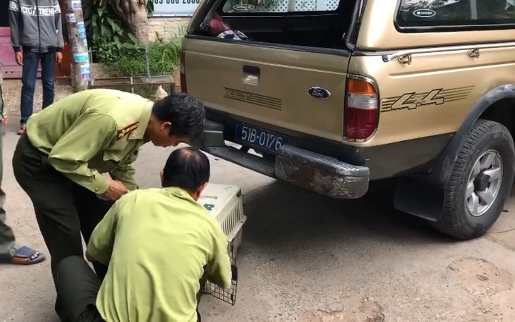 Đã gây mê, di dời nửa đàn khỉ 