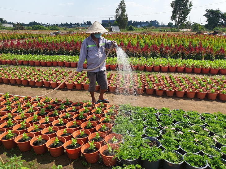 Nhộn nhịp làng hoa Sài Gòn - Ảnh 1.