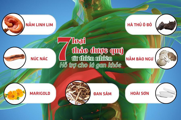 7 thảo dược quý giúp bảo vệ gan, giảm các triệu chứng bệnh gan - Ảnh 1.